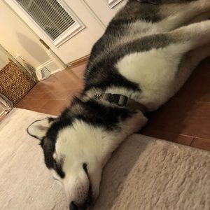 Meet your Posher, James